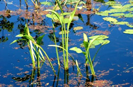 aquatic plants