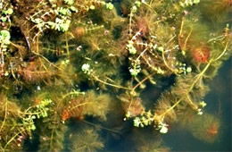 aquatic plants