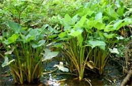 aquatic plants