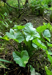 aquatic plants