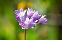 Dichelostemma capitatum - Blue Dicks