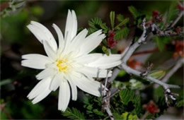 Rafinesquia neomexicana - Desert Chicory