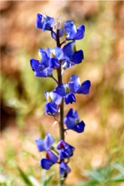 Lupinus sparsiflorus - Desert Lupine