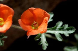 Sphaeralcea emoryi - Emory's Globemallow