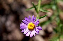 Purple Wildflower