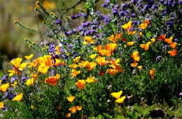 Arizona Wildflowers