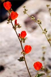 Sphaeralcea emoryi - Emory's Globemallow