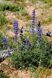 Lupinus sparsiflorus - Desert Lupine