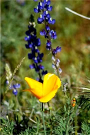 Eschscholtzia californica and Lupinus sparsiflorus - Mexican Poppy and Desert Lupine