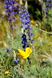 Eschscholtzia californica and Lupinus sparsiflorus - Mexican Poppy and Desert Lupine