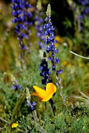 Eschscholtzia californica and Lupinus sparsiflorus - Mexican Poppy and Desert Lupine