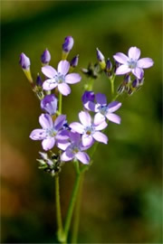 Arizona Wildflower