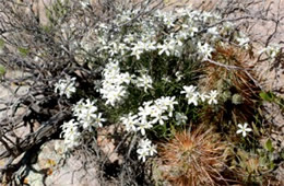 Phlox longifolia - Longleaf Phlox