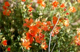 Emory's Globemallow