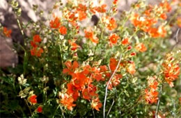 Sphaeralcea emoryi - Emory's Globemallow