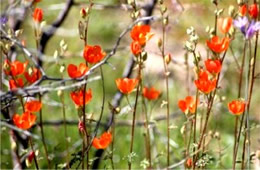 Sphaeralcea emoryi - Emory's Globemallow