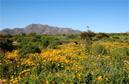 Arizona Wildflowers