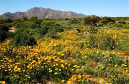 Arizona Wildflowers