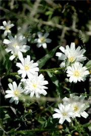 Rafinesquia neomexicana - Desert Chicory