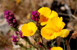 Mexican Poppies and Owl's Brush