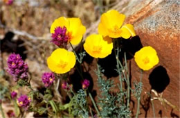 Mexican Poppies and Owl's Brush