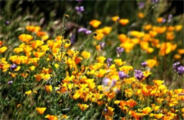 Arizona Wildflowers