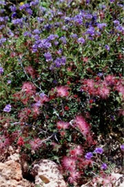 Calliandra eriophylla and Phacelia distans - Fairy Duster and Scorpionweed