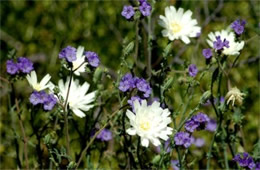 Rafinesquia neomexicana and Phacelia distans - Desert Chicory and Scorpionweed