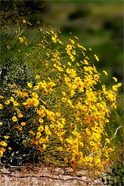 Encilia farinosa - Brittlebush