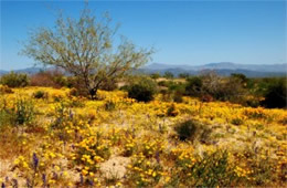 Arizona Wildflowers