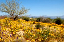 Arizona Wildflowers