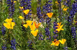 Eschscholtzia californica and Lupinus sparsiflorus - Mexican Poppy and Desert Lupine