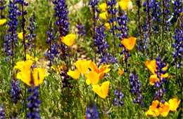 Eschscholtzia californica and Lupinus sparsiflorus - Mexican Poppy and Desert Lupine