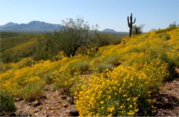 Arizona Wildflowers