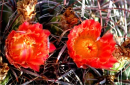 Barrell Cactus Flower