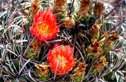 Barrell Cactus Flower