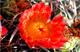 Barrell Cactus Flower