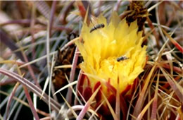 Barrell Cactus Flower