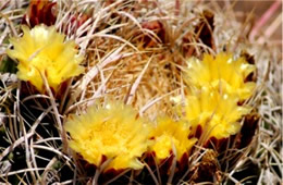 Barrell Cactus Flower