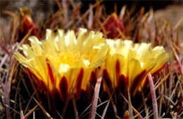 Barrell Cactus Flower