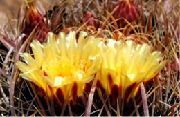 Barrell Cactus Flower