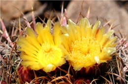 Barrell Cactus Flower