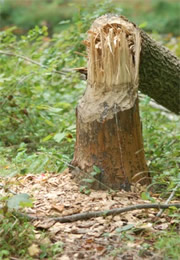 tree cut by beaver