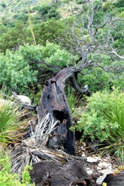 Burnt Tree