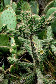 Cholla Cactus