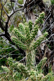 Cholla Cactus