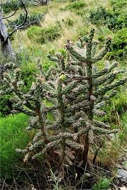 Cholla Cactus