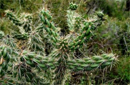 Cholla Cactus