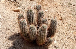 Cactus