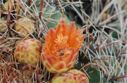 Cactus Bloom